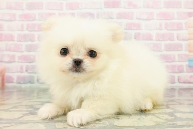 東京都のペキポメ/ポメペキ(ペキニーズ×ポメラニアン) (Coo&RIKU武蔵小山店/2025年12月30日生まれ/女の子/クリーム)の子犬の2枚目の画像