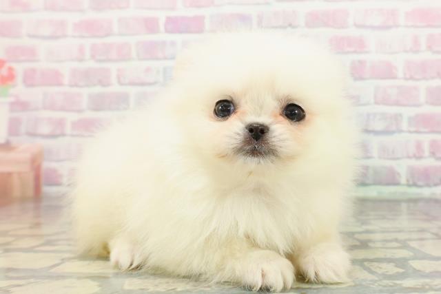 東京都のペキポメ/ポメペキ(ペキニーズ×ポメラニアン) (Coo&RIKU武蔵小山店/2025年12月30日生まれ/女の子/クリーム)の子犬の3枚目の画像