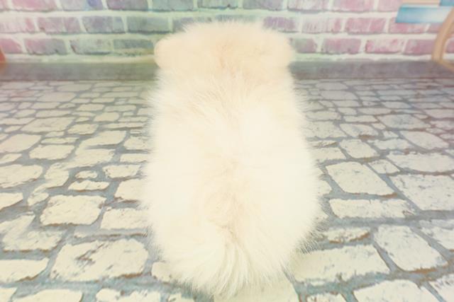 東京都のペキポメ/ポメペキ(ペキニーズ×ポメラニアン) (Coo&RIKU武蔵小山店/2025年12月30日生まれ/女の子/クリーム)の子犬の4枚目の画像