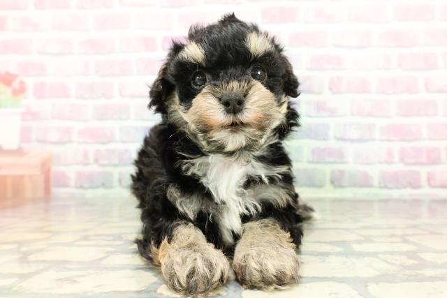 東京都のマルプー(マルチーズ×プードル) (Coo&RIKU広尾店/2025年12月30日生まれ/男の子/ブラックタンホワイト)の子犬の1枚目の画像