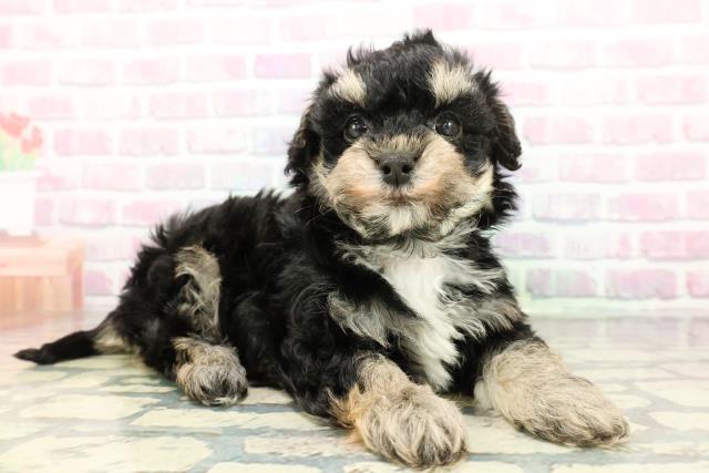 東京都のマルプー(マルチーズ×プードル) (Coo&RIKU広尾店/2025年12月30日生まれ/男の子/ブラックタンホワイト)の子犬の3枚目の画像