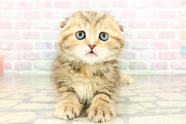 2025年12月29日生まれのスコティッシュフォールド