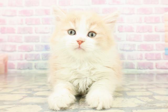 2025年12月27日生まれのサイベリアン