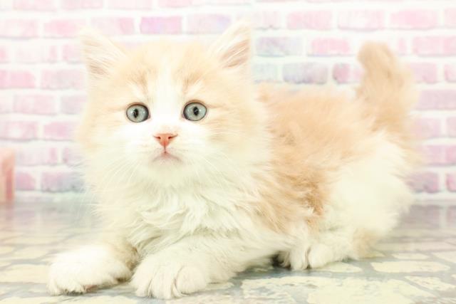 東京都のサイベリアン (Coo&RIKU武蔵小山店/2025年12月27日生まれ/男の子/クリームタビーホワイト)の子猫の2枚目の画像