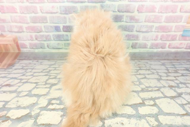 東京都のサイベリアン (Coo&RIKU武蔵小山店/2025年12月27日生まれ/男の子/クリームタビーホワイト)の子猫の4枚目の画像