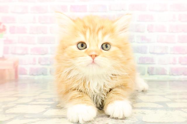 2025年12月27日生まれのサイベリアン