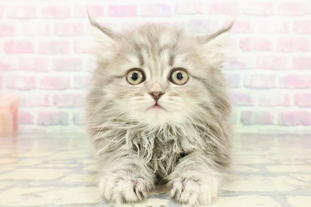 2025年12月28日生まれのミヌエット