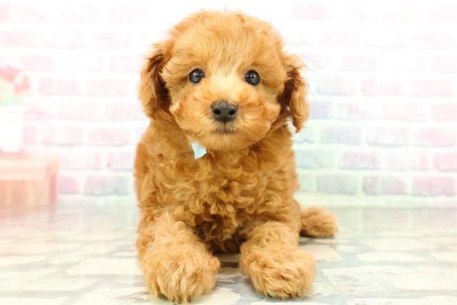 東京都のトイプードル(トイ) (Coo&RIKU秋葉原店/2025年12月29日生まれ/男の子/レッドフォーン)の子犬の1枚目の画像