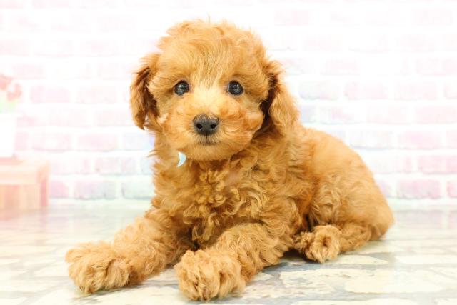 東京都のトイプードル(トイ) (Coo&RIKU秋葉原店/2025年12月29日生まれ/男の子/レッドフォーン)の子犬の2枚目の画像