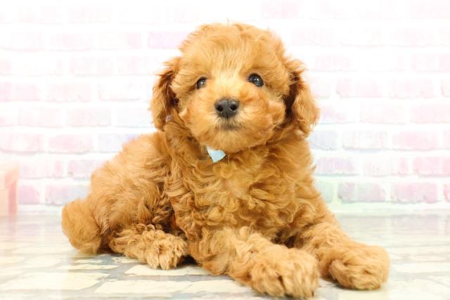 東京都のトイプードル(トイ) (Coo&RIKU秋葉原店/2025年12月29日生まれ/男の子/レッドフォーン)の子犬の3枚目の画像