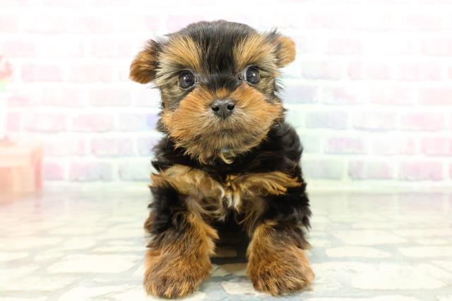 東京都のヨークシャーテリア (Coo&RIKU武蔵小山店/2025年12月29日生まれ/男の子/スチールブルータン)の子犬の1枚目の画像