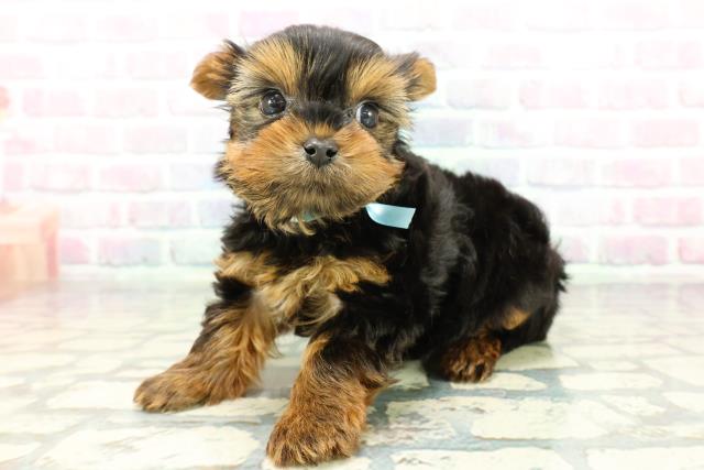 東京都のヨークシャーテリア (Coo&RIKU武蔵小山店/2025年12月29日生まれ/男の子/スチールブルータン)の子犬の2枚目の画像