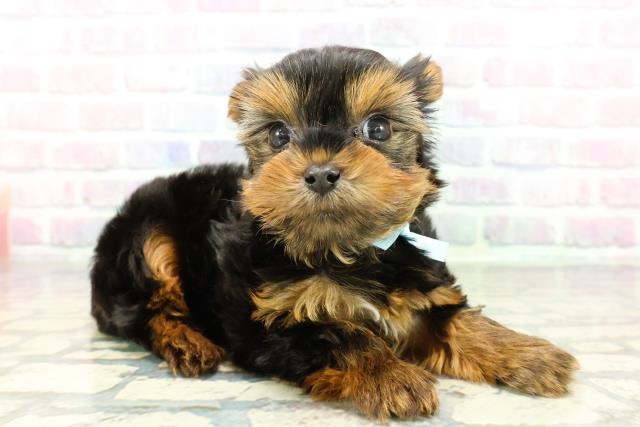 東京都のヨークシャーテリア (Coo&RIKU武蔵小山店/2025年12月29日生まれ/男の子/スチールブルータン)の子犬の3枚目の画像