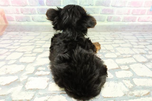 東京都のヨークシャーテリア (Coo&RIKU武蔵小山店/2025年12月29日生まれ/男の子/スチールブルータン)の子犬の4枚目の画像