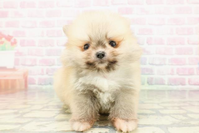 東京都のポメラニアン (Coo&RIKU吉祥寺店/2025年12月23日生まれ/男の子/オレンジ)の子犬の1枚目の画像