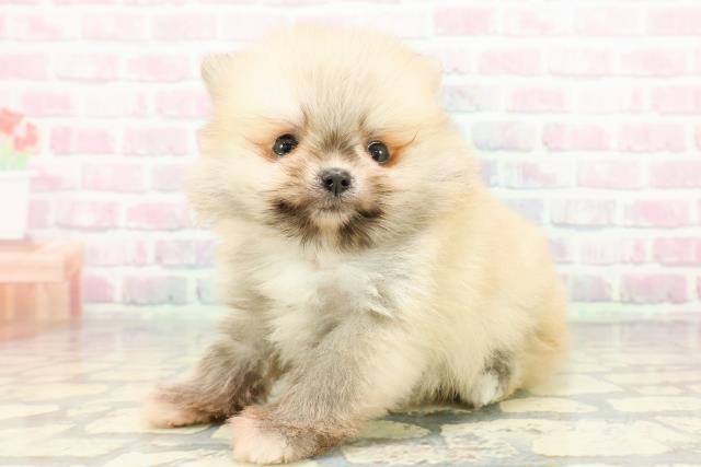 東京都のポメラニアン (Coo&RIKU吉祥寺店/2025年12月23日生まれ/男の子/オレンジ)の子犬の2枚目の画像