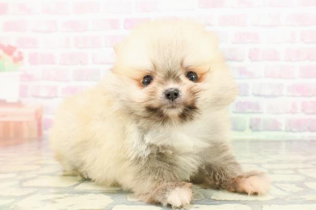 東京都のポメラニアン (Coo&RIKU吉祥寺店/2025年12月23日生まれ/男の子/オレンジ)の子犬の3枚目の画像