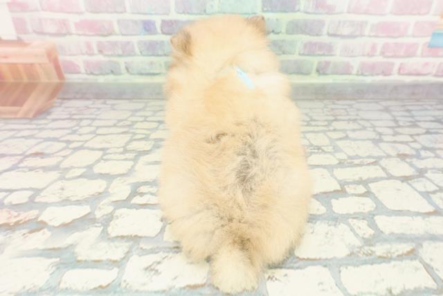 東京都のポメラニアン (Coo&RIKU吉祥寺店/2025年12月23日生まれ/男の子/オレンジ)の子犬の4枚目の画像