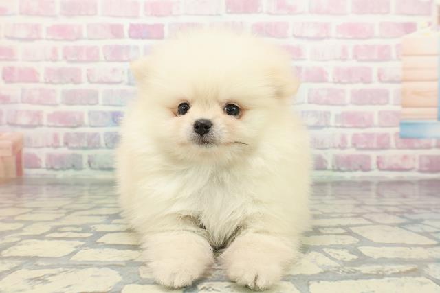 神奈川県のポメラニアン (Coo&RIKU横浜旭店/2025年12月26日生まれ/男の子/ホワイト)の子犬の1枚目の画像