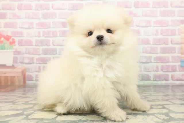 神奈川県のポメラニアン (Coo&RIKU横浜旭店/2025年12月26日生まれ/男の子/ホワイト)の子犬の3枚目の画像