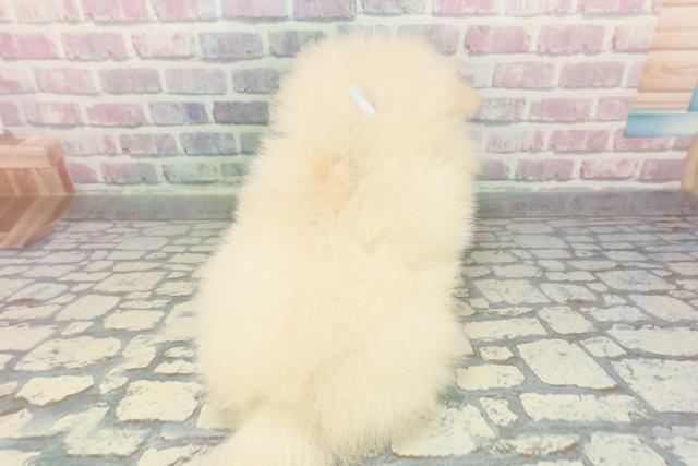 神奈川県のポメラニアン (Coo&RIKU横浜旭店/2025年12月26日生まれ/男の子/ホワイト)の子犬の4枚目の画像