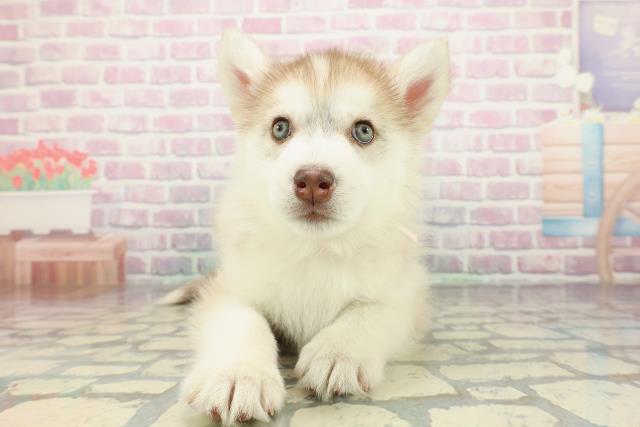 埼玉県のシベリアンハスキー (Coo&RIKU綿半坂戸店/2025年12月29日生まれ/女の子/チョコレートホワイト)の子犬の1枚目の画像