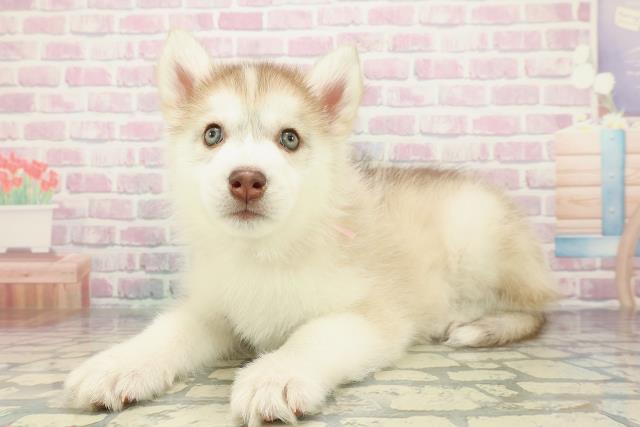 埼玉県のシベリアンハスキー (Coo&RIKU綿半坂戸店/2025年12月29日生まれ/女の子/チョコレートホワイト)の子犬の2枚目の画像