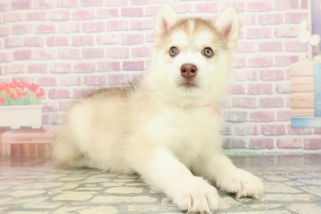 埼玉県のシベリアンハスキー (Coo&RIKU綿半坂戸店/2025年12月29日生まれ/女の子/チョコレートホワイト)の子犬の3枚目の画像