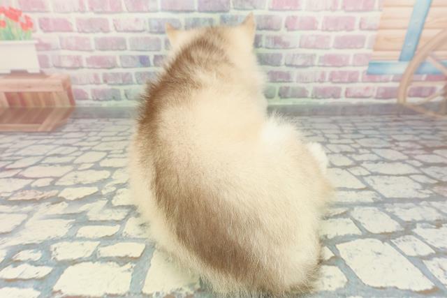 埼玉県のシベリアンハスキー (Coo&RIKU綿半坂戸店/2025年12月29日生まれ/女の子/チョコレートホワイト)の子犬の4枚目の画像