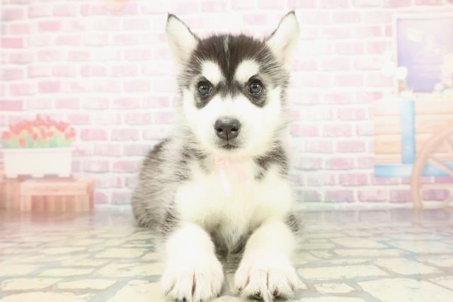 神奈川県のシベリアンハスキー (Coo&RIKU平塚店/2025年12月29日生まれ/女の子/ブラックホワイト)の子犬の1枚目の画像