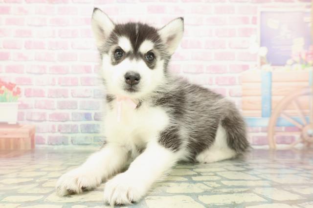 神奈川県のシベリアンハスキー (Coo&RIKU平塚店/2025年12月29日生まれ/女の子/ブラックホワイト)の子犬の2枚目の画像