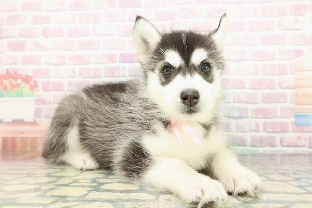 神奈川県のシベリアンハスキー (Coo&RIKU平塚店/2025年12月29日生まれ/女の子/ブラックホワイト)の子犬の3枚目の画像