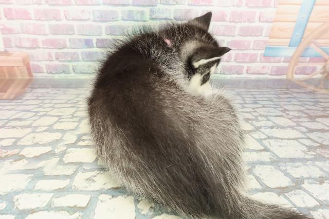 神奈川県のシベリアンハスキー (Coo&RIKU平塚店/2025年12月29日生まれ/女の子/ブラックホワイト)の子犬の4枚目の画像