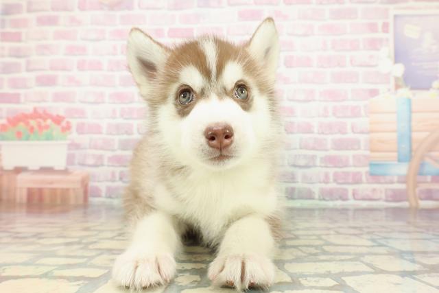 福島県のシベリアンハスキー (Coo&RIKUいわき店/2025年12月29日生まれ/男の子/チョコレートホワイト)の子犬の1枚目の画像