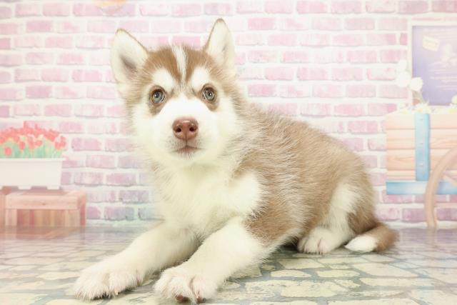 福島県のシベリアンハスキー (Coo&RIKUいわき店/2025年12月29日生まれ/男の子/チョコレートホワイト)の子犬の2枚目の画像