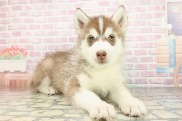 福島県のシベリアンハスキー (Coo&RIKUいわき店/2025年12月29日生まれ/男の子/チョコレートホワイト)の子犬の3枚目の画像