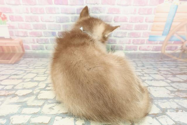 福島県のシベリアンハスキー (Coo&RIKUいわき店/2025年12月29日生まれ/男の子/チョコレートホワイト)の子犬の4枚目の画像