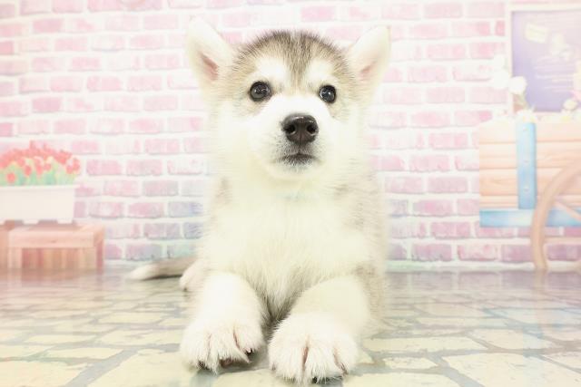 2025年12月29日生まれのシベリアンハスキー