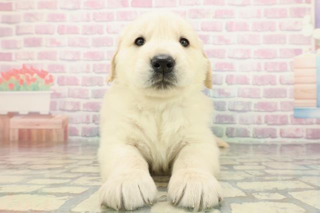 ゴールデン・レトリバー