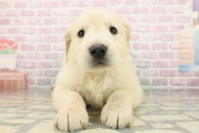 青森県のゴールデンレトリバー (Coo&RIKU青森店/2025年12月28日生まれ/男の子/ゴールデン)の子犬の1枚目の画像