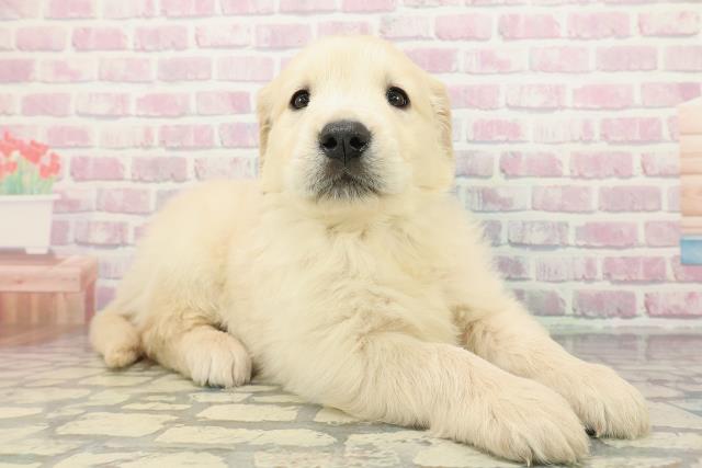 青森県のゴールデンレトリバー (Coo&RIKU青森店/2025年12月28日生まれ/男の子/ゴールデン)の子犬の3枚目の画像