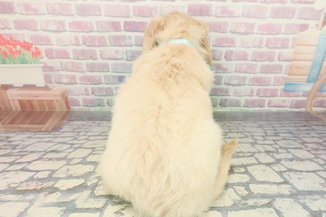 青森県のゴールデンレトリバー (Coo&RIKU青森店/2025年12月28日生まれ/男の子/ゴールデン)の子犬の4枚目の画像