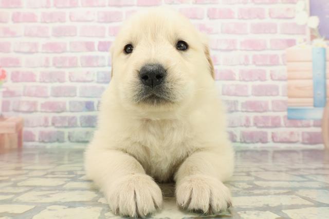 ゴールデン・レトリバー