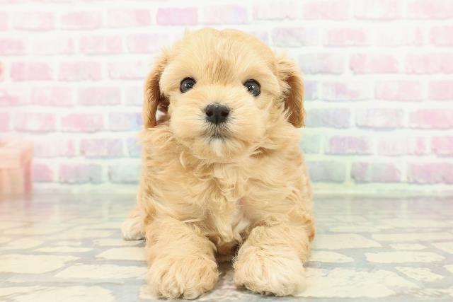 東京都のマルプー(マルチーズ×プードル) (Coo&RIKU新宿三丁目店/2025年12月28日生まれ/女の子/アプリコット)の子犬の1枚目の画像