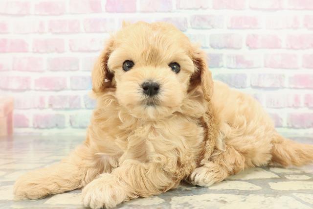 東京都のマルプー(マルチーズ×プードル) (Coo&RIKU新宿三丁目店/2025年12月28日生まれ/女の子/アプリコット)の子犬の2枚目の画像