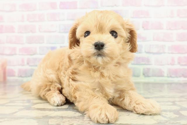 東京都のマルプー(マルチーズ×プードル) (Coo&RIKU新宿三丁目店/2025年12月28日生まれ/女の子/アプリコット)の子犬の3枚目の画像