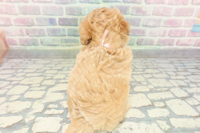 東京都のマルプー(マルチーズ×プードル) (Coo&RIKU新宿三丁目店/2025年12月28日生まれ/女の子/アプリコット)の子犬の4枚目の画像