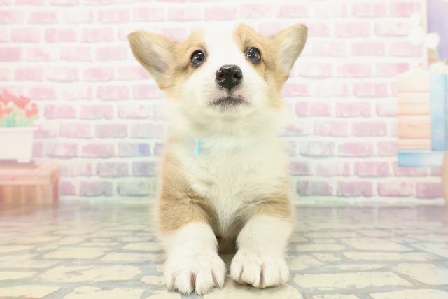 群馬県のウェルシュコーギーペンブローク (Coo&RIKU前橋店/2025年12月24日生まれ/男の子/レッドホワイト)の子犬の1枚目の画像