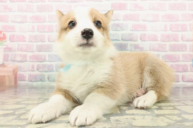 群馬県のウェルシュコーギーペンブローク (Coo&RIKU前橋店/2025年12月24日生まれ/男の子/レッドホワイト)の子犬の2枚目の画像