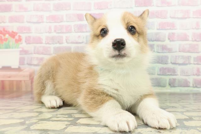 群馬県のウェルシュコーギーペンブローク (Coo&RIKU前橋店/2025年12月24日生まれ/男の子/レッドホワイト)の子犬の3枚目の画像